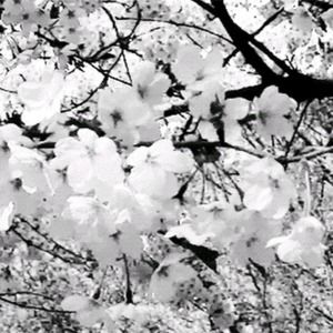 Meet your Posher, Soraya